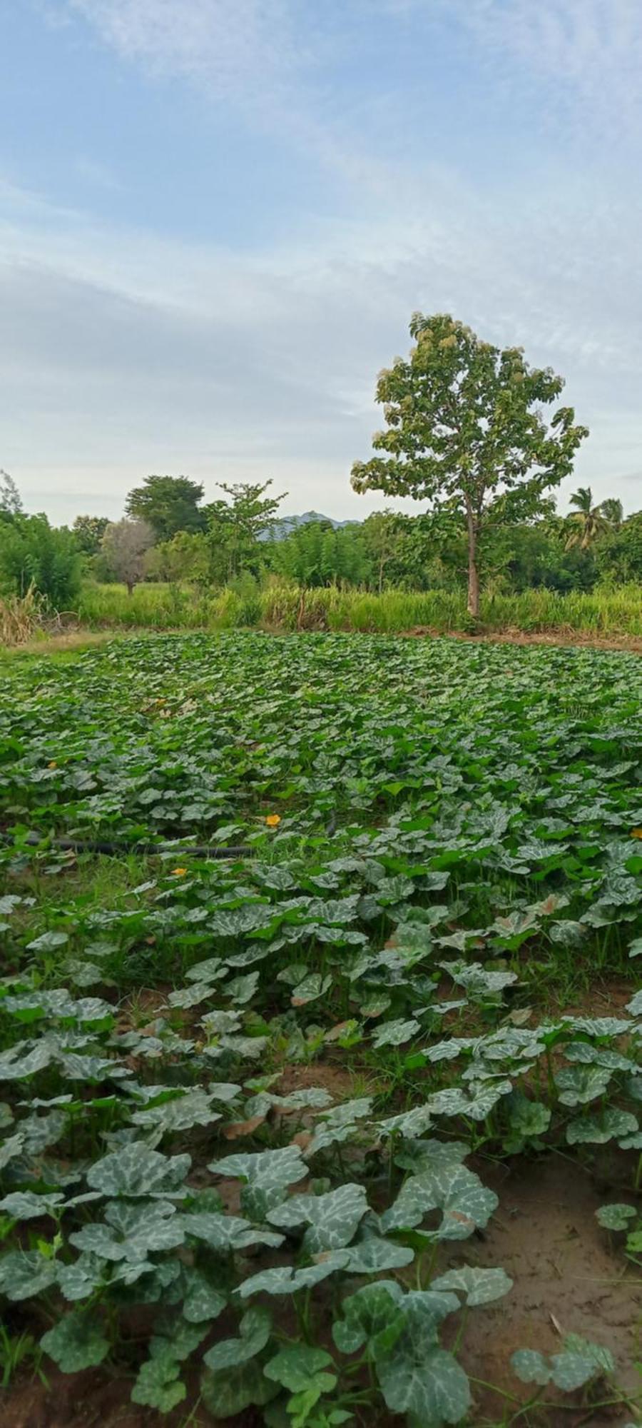 Gimhana Homestay Sigiriya Eksteriør bilde