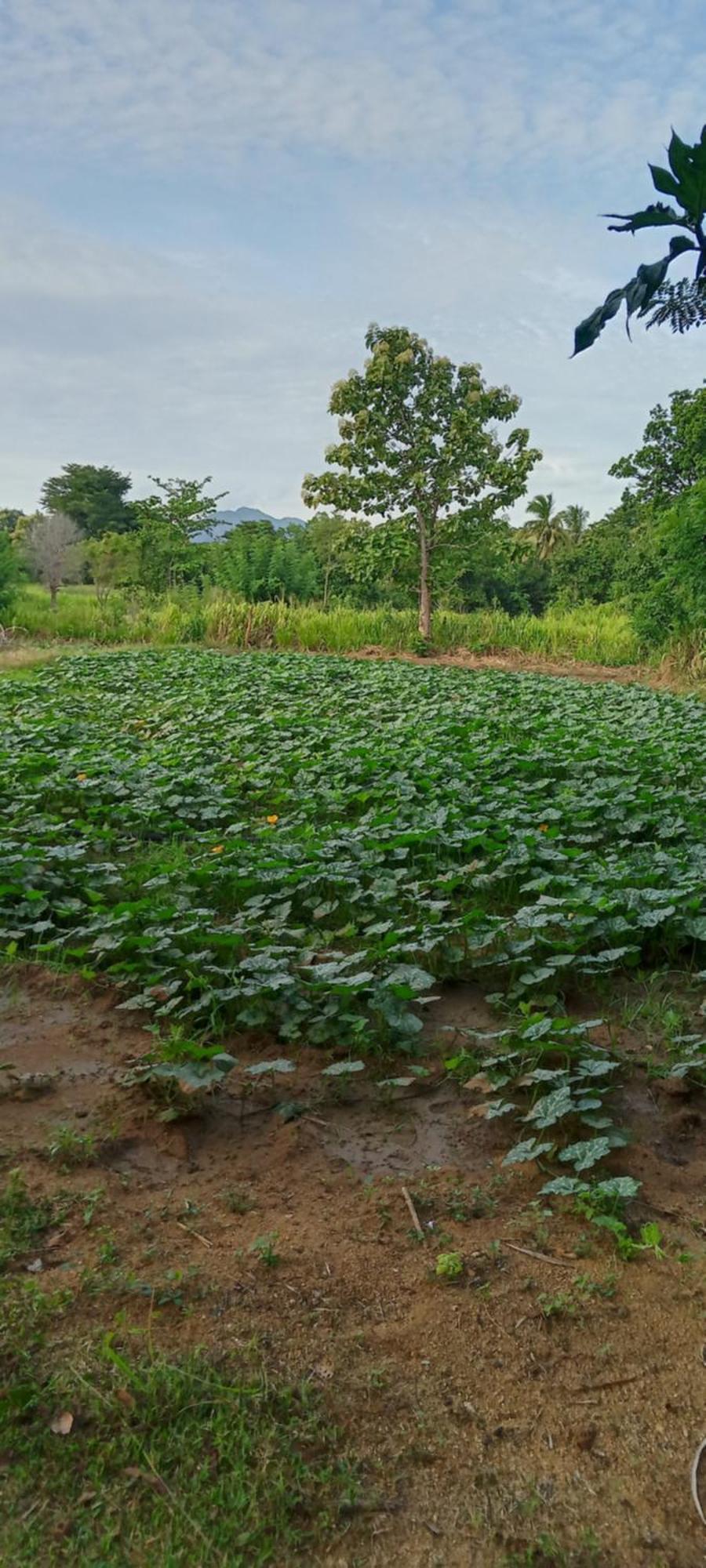 Gimhana Homestay Sigiriya Eksteriør bilde