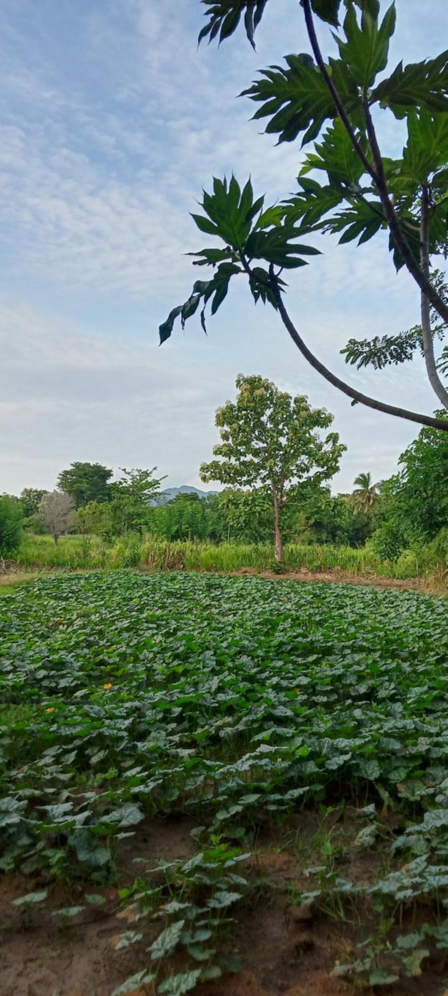 Gimhana Homestay Sigiriya Eksteriør bilde